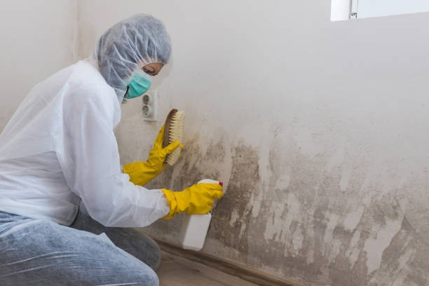 Home Mold Removal in Indian Head, MD