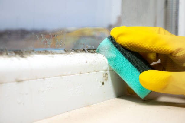 Best Professional Mold Removal  in Indian Head, MD