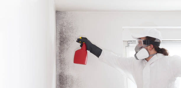 Certified Mold Removal in Indian Head, MD
