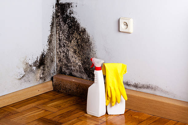 Office Mold Removal Services in Indian Head, MD